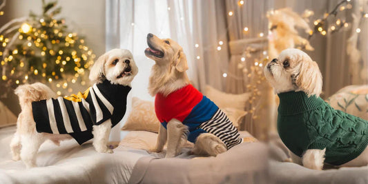 New Year, New Look: Refreshing Your Pet’s Wardrobe for 2025