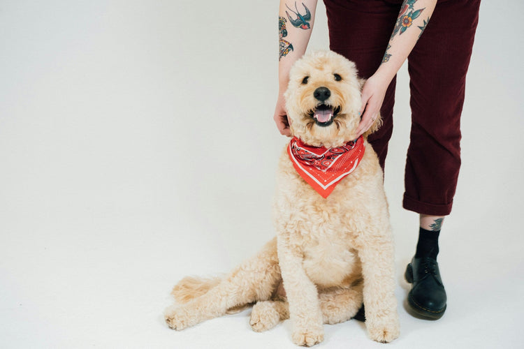 PET APPARELS