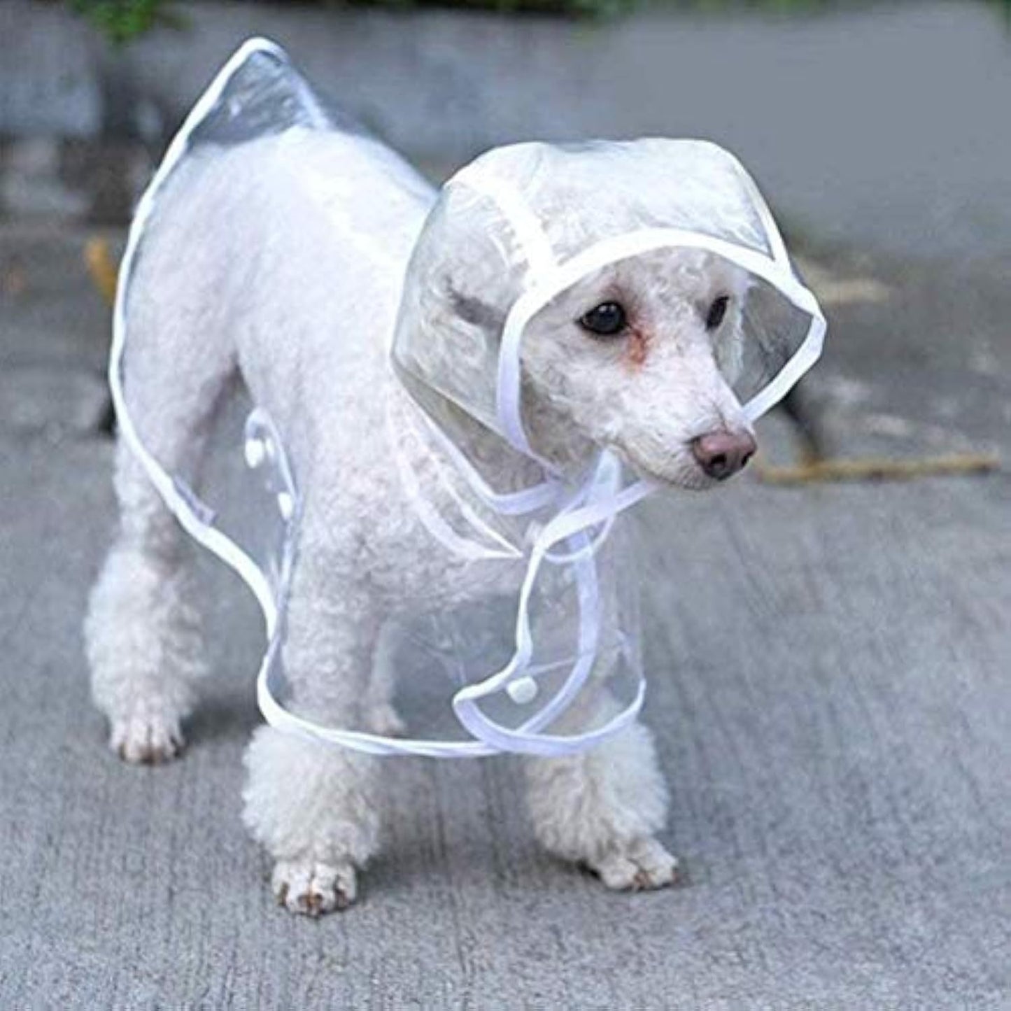Transparent Dog Raincoat for Small & Medium Pets – Waterproof Hooded EVA Jacket