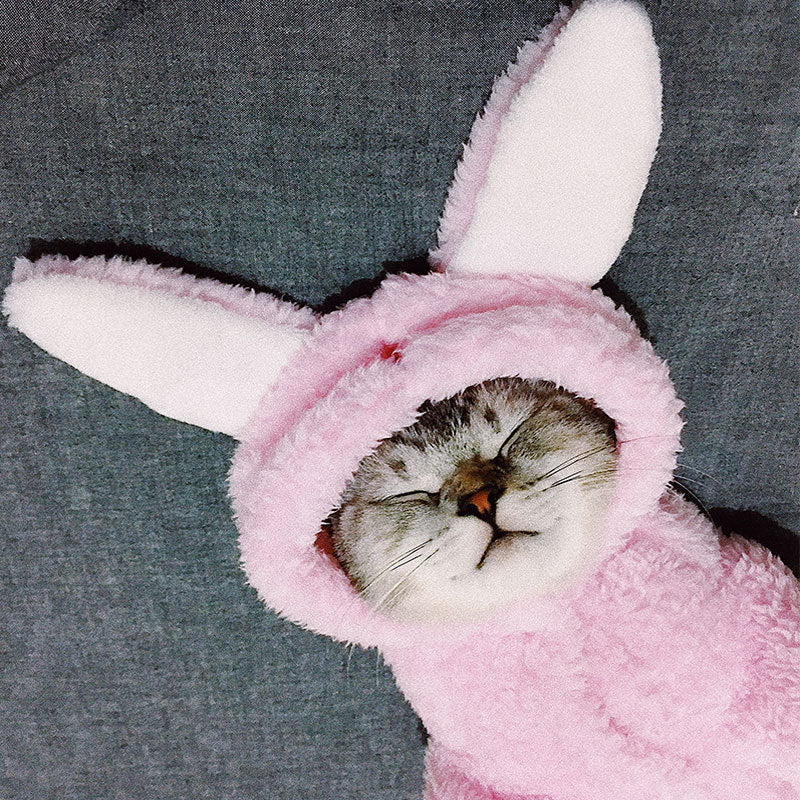 Cute Cotton Cat Clothes - Funny Rabbit, Bear, Tsundere Mini, & Angel Wings Styles