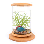 EcoSphere Bamboo Glass Terrarium – Mini Decorative Plant Holder
