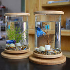 EcoSphere Bamboo Glass Terrarium – Mini Decorative Plant Holder