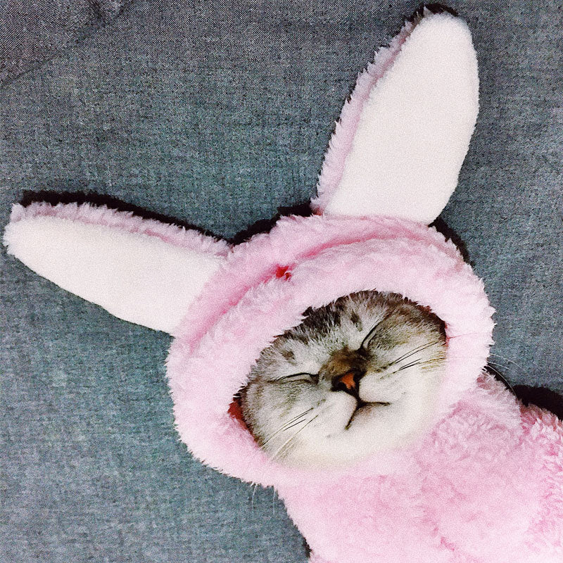 Cute Cotton Cat Clothes - Funny Rabbit, Bear, Tsundere Mini, & Angel Wings Styles