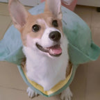 Soft Cotton Velvet Pet Vest - Comfortable Tortoise Shell Design for Small & Medium Pets